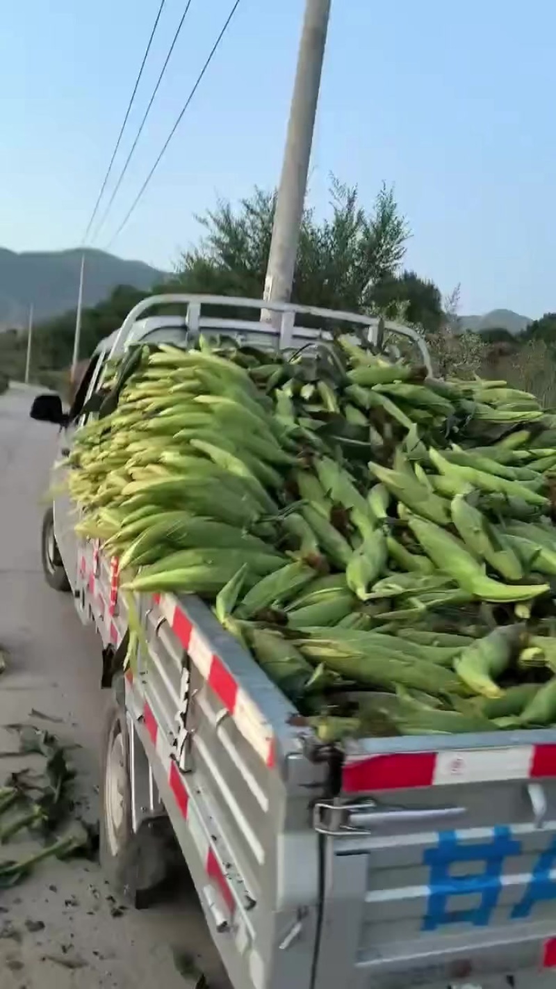 玉米