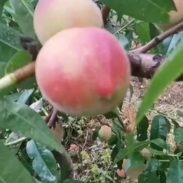 十八号桃