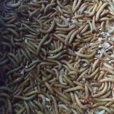 黄粉虫