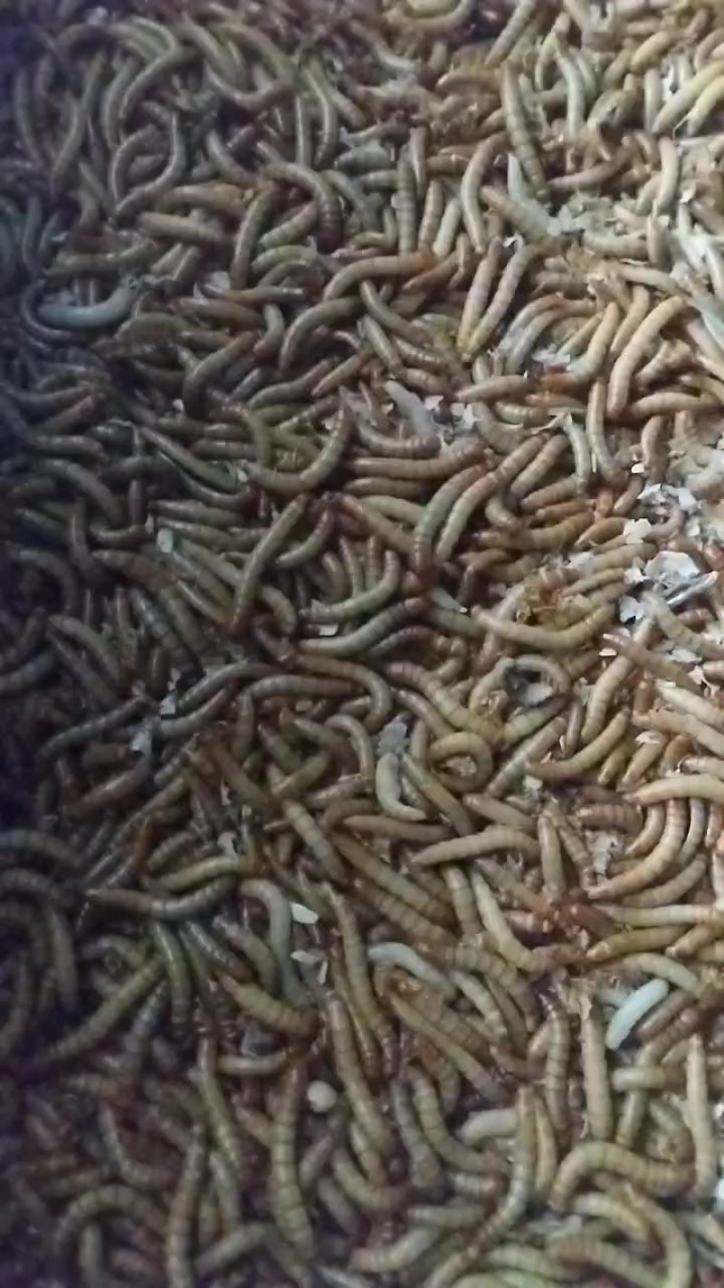 黄粉虫
