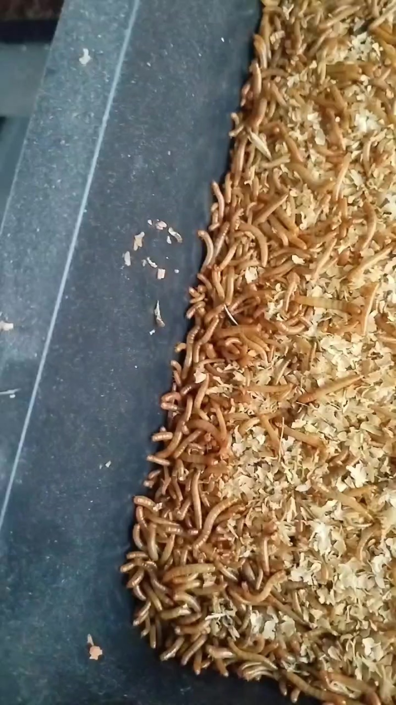 黄粉虫