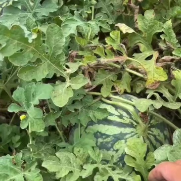 美都二茬