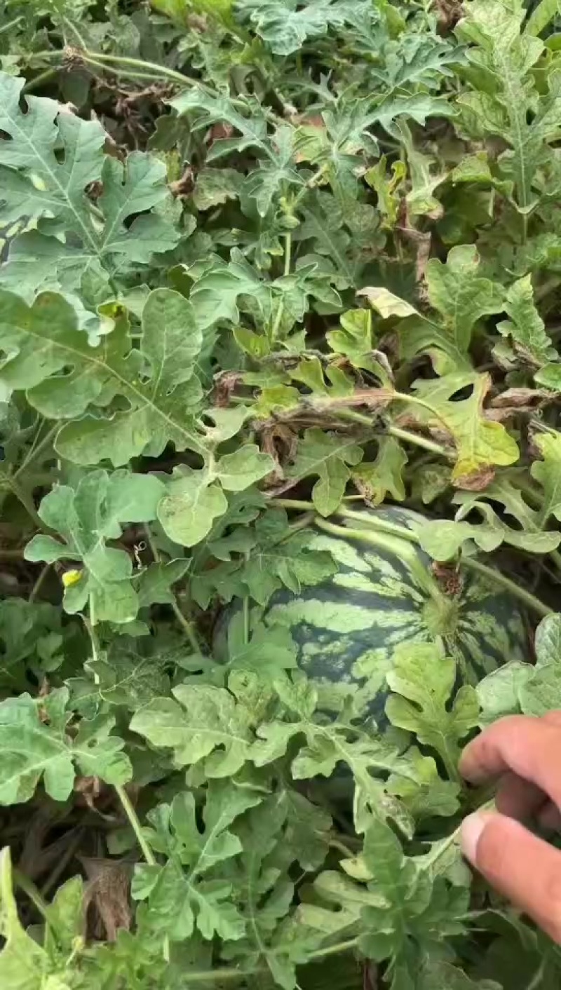 美都二茬