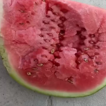 甘肃石头瓜大量上市，石头缝里蹦出来的硒砂瓜