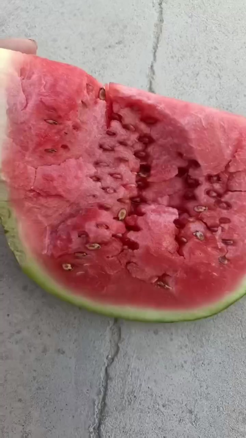 甘肃石头瓜大量上市，石头缝里蹦出来的硒砂瓜
