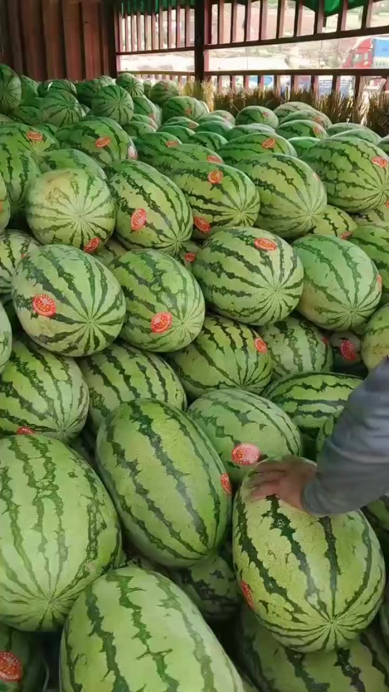 甘肃石头瓜大量上市，石头缝里蹦出来的硒砂瓜