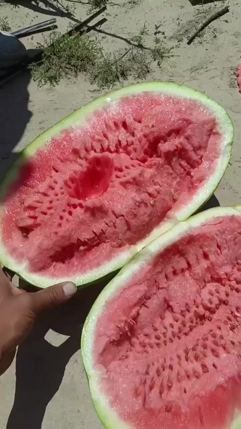 甘肃石头瓜大量上市，石头缝里蹦出来的硒砂瓜