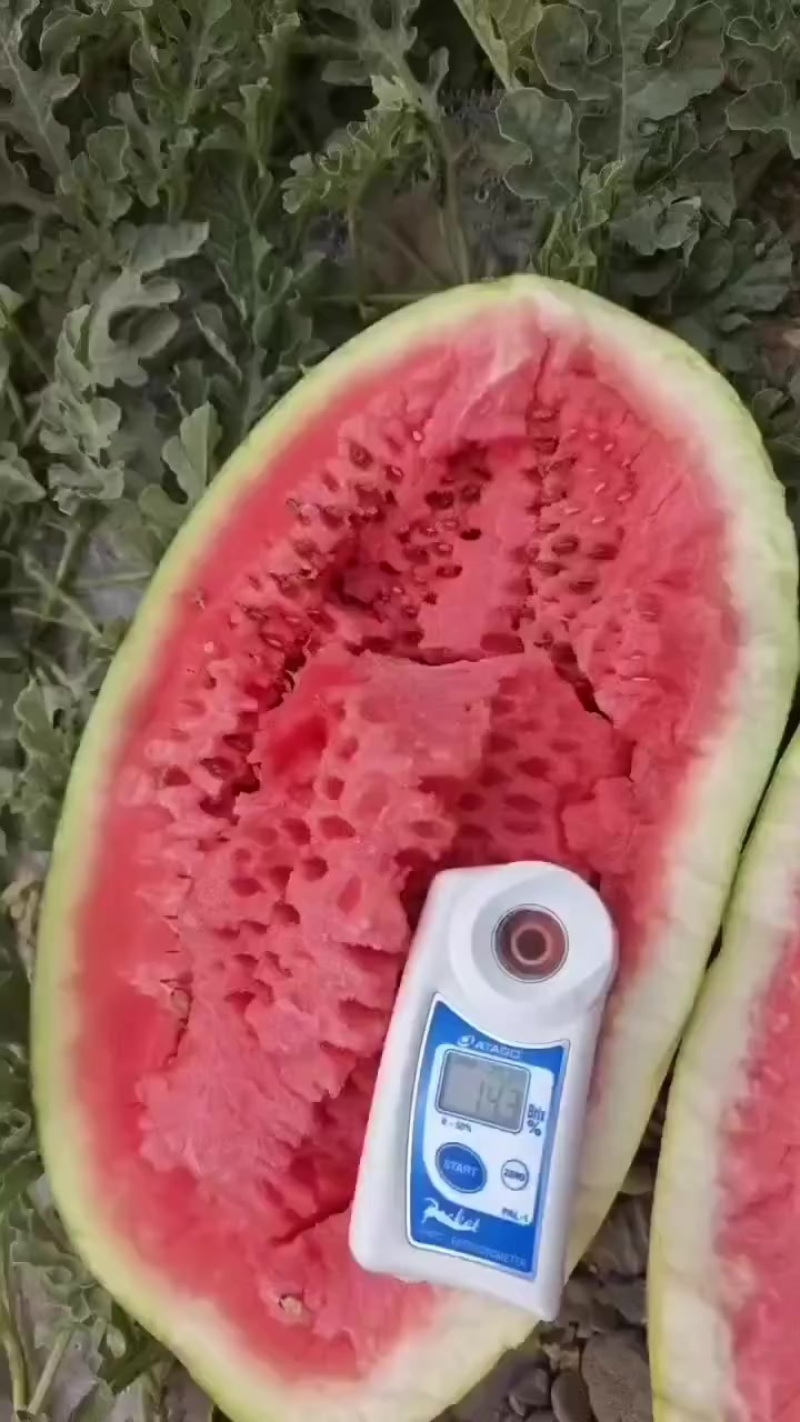 甘肃石头瓜大量上市，石头缝里蹦出来的硒砂瓜