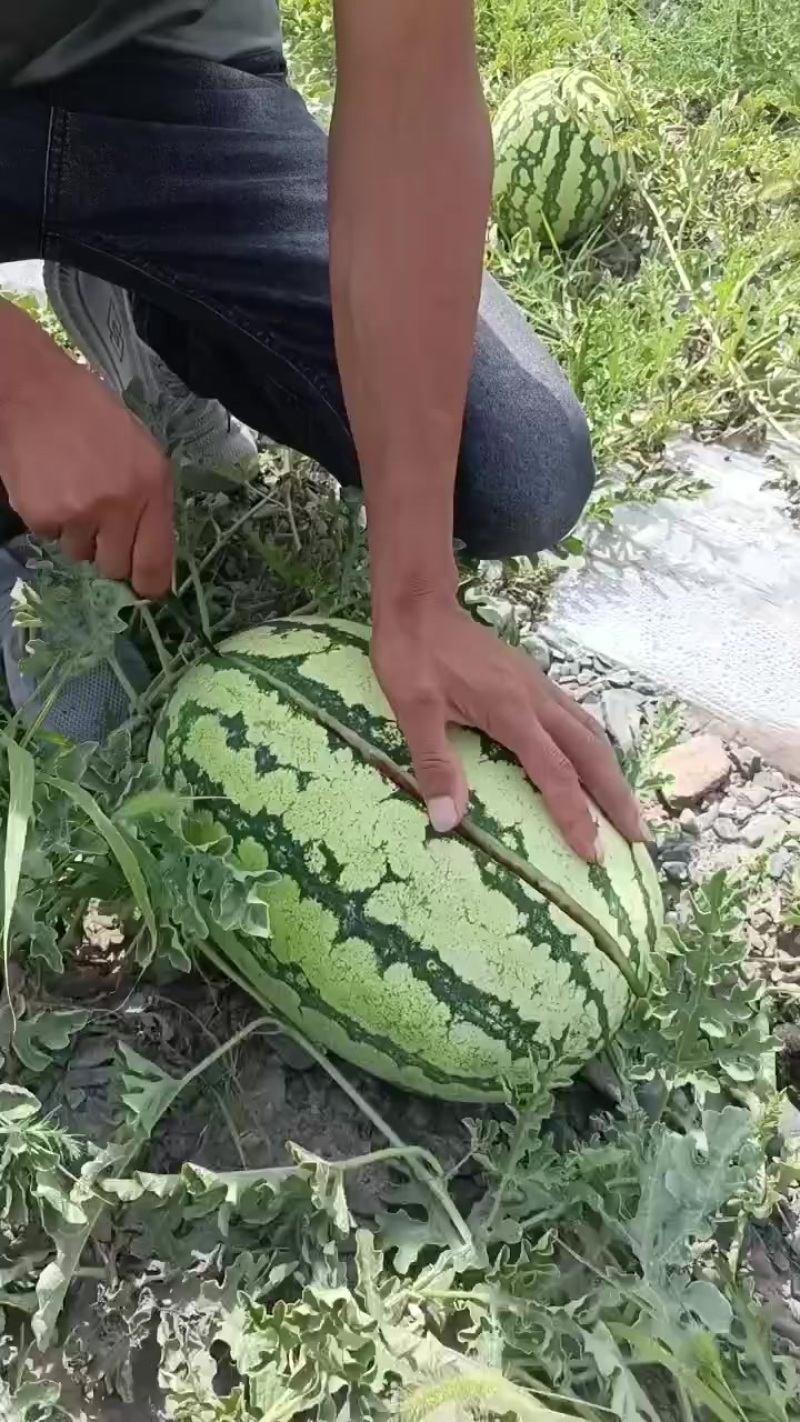甘肃石头瓜大量上市，石头缝里蹦出来的硒砂瓜