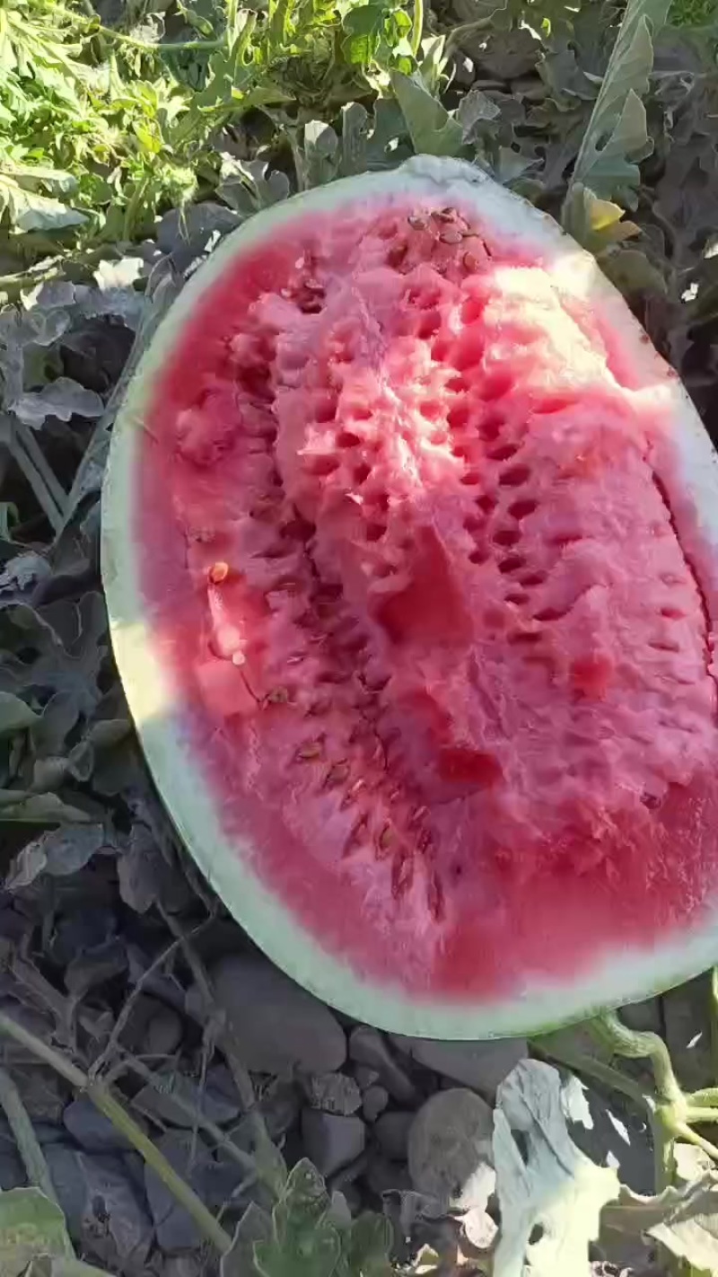 甘肃石头瓜大量上市，石头缝里蹦出来的硒砂瓜