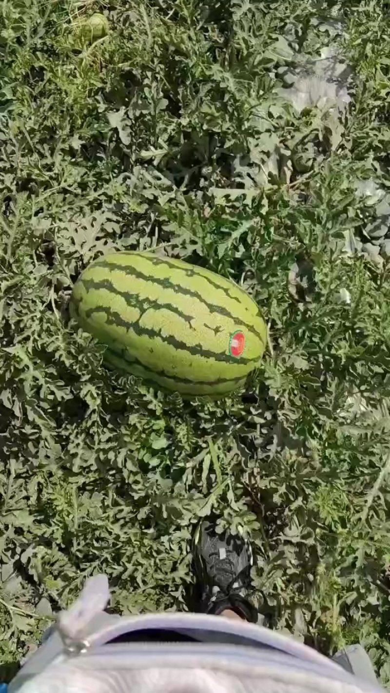 甘肃石头瓜大量上市，石头缝里蹦出来的硒砂瓜