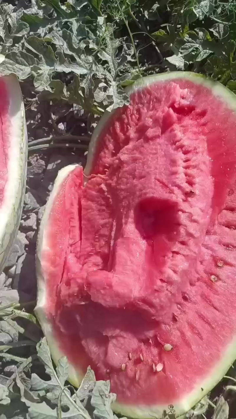 甘肃石头瓜大量上市，石头缝里蹦出来的硒砂瓜
