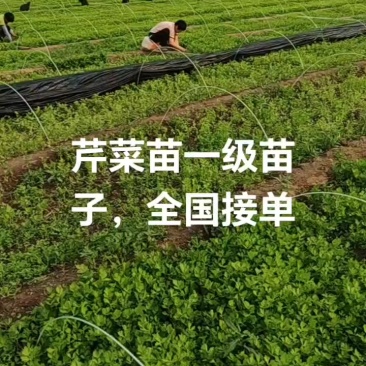 芹菜苗，穴盘芹菜苗