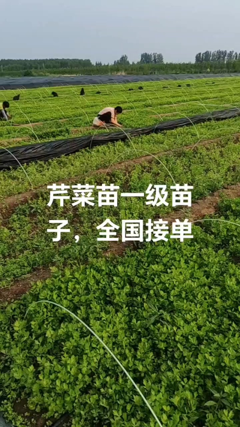 芹菜苗，穴盘芹菜苗