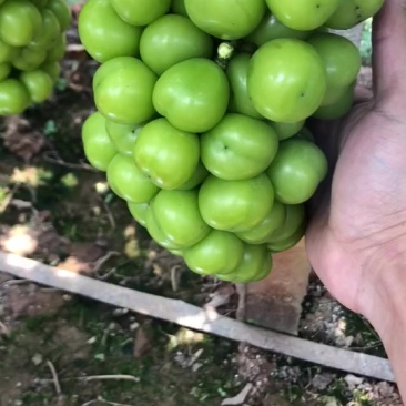 阳光玫瑰（批发、零售）