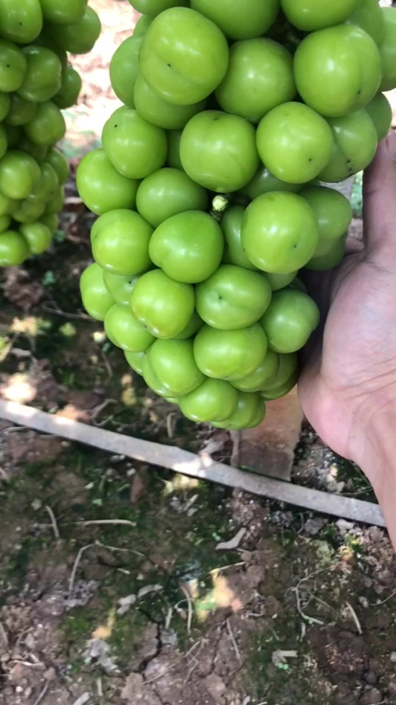 阳光玫瑰（批发、零售）