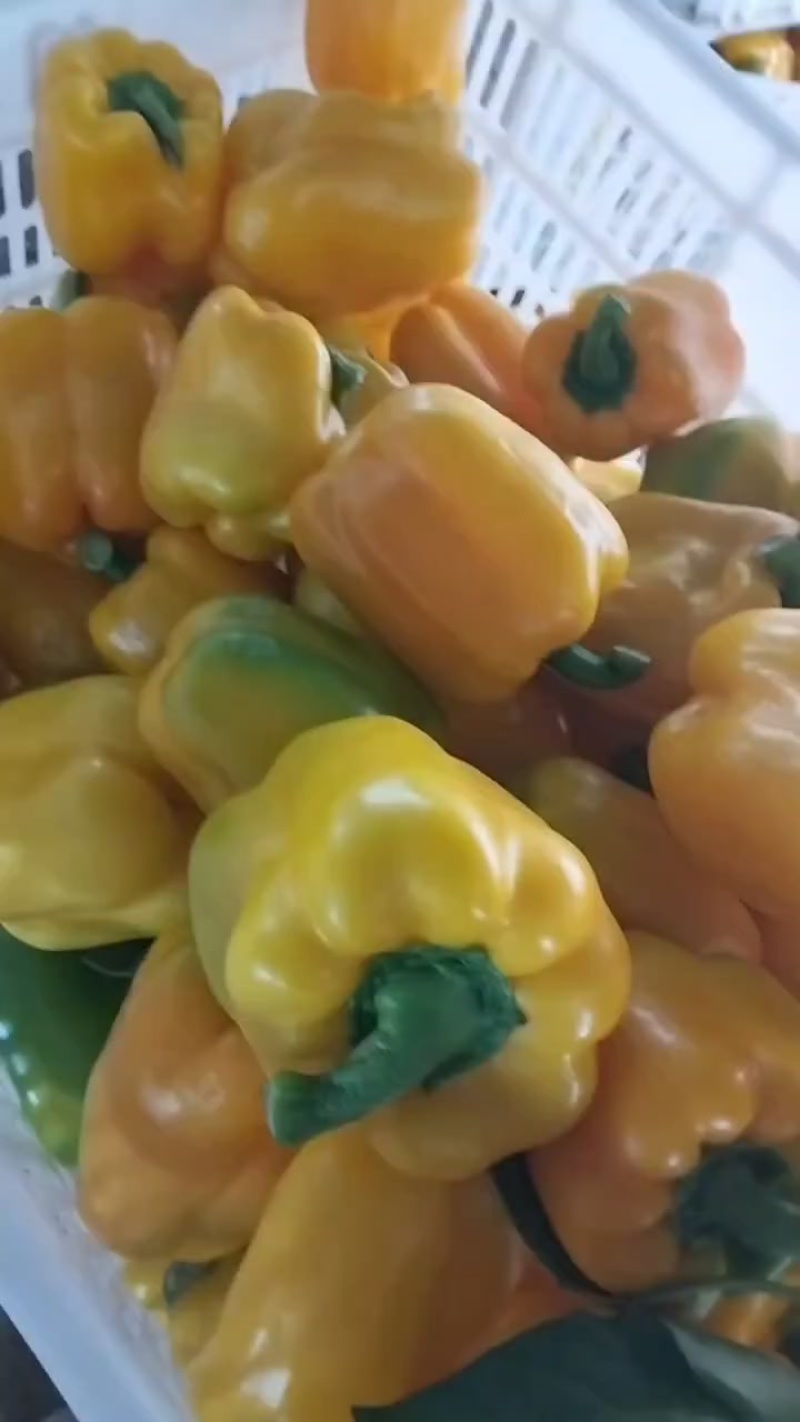 彩椒，二级，大渣子