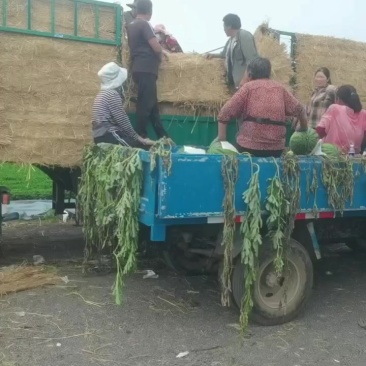 东北路地地雷庆红999，路地甜王大量上市，东北金成五西瓜
