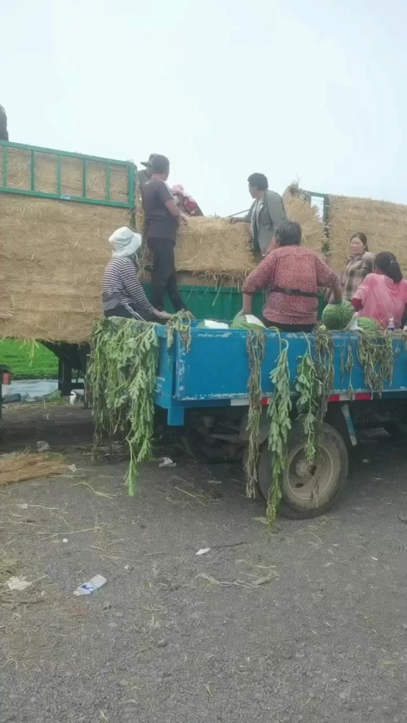 东北路地地雷庆红999，路地甜王大量上市，东北金成五西瓜