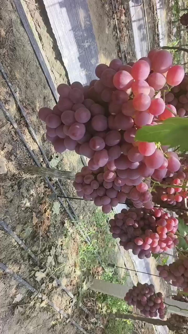 浙江海盐红提大量上市