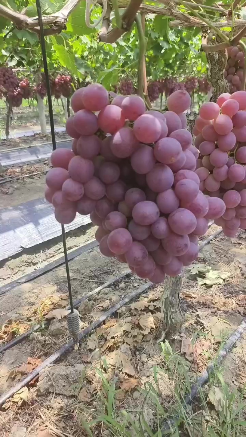 浙江海盐红提大量上市