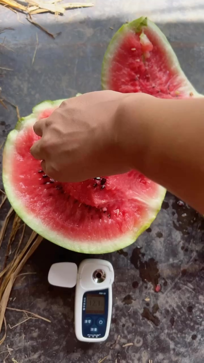 露天美都、糖度13上