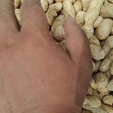开封大白沙鲜花生