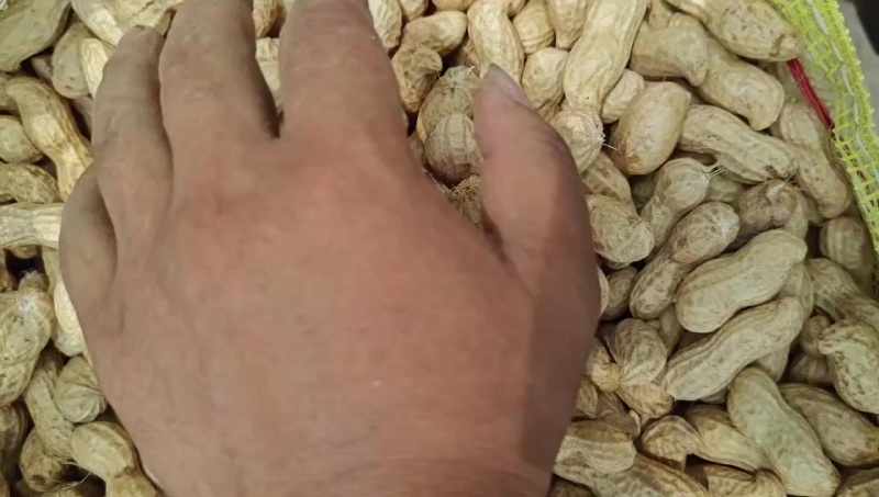 开封大白沙鲜花生
