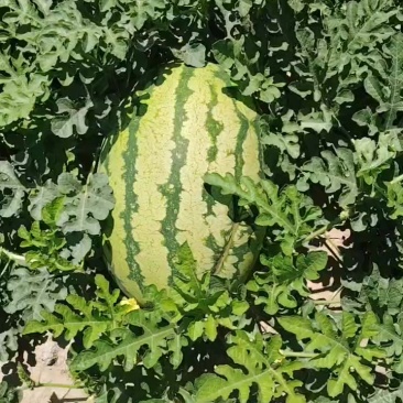 硒砂瓜