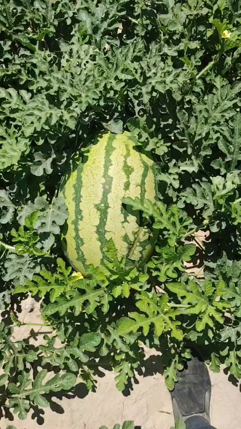 硒砂瓜