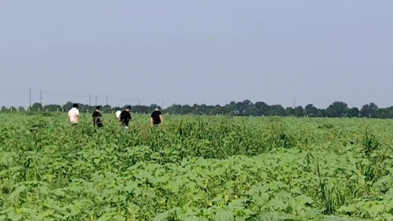 硒砂瓜