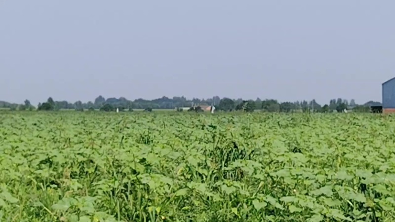 硒砂瓜