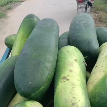 河北隆尧精品地瓜大量有货