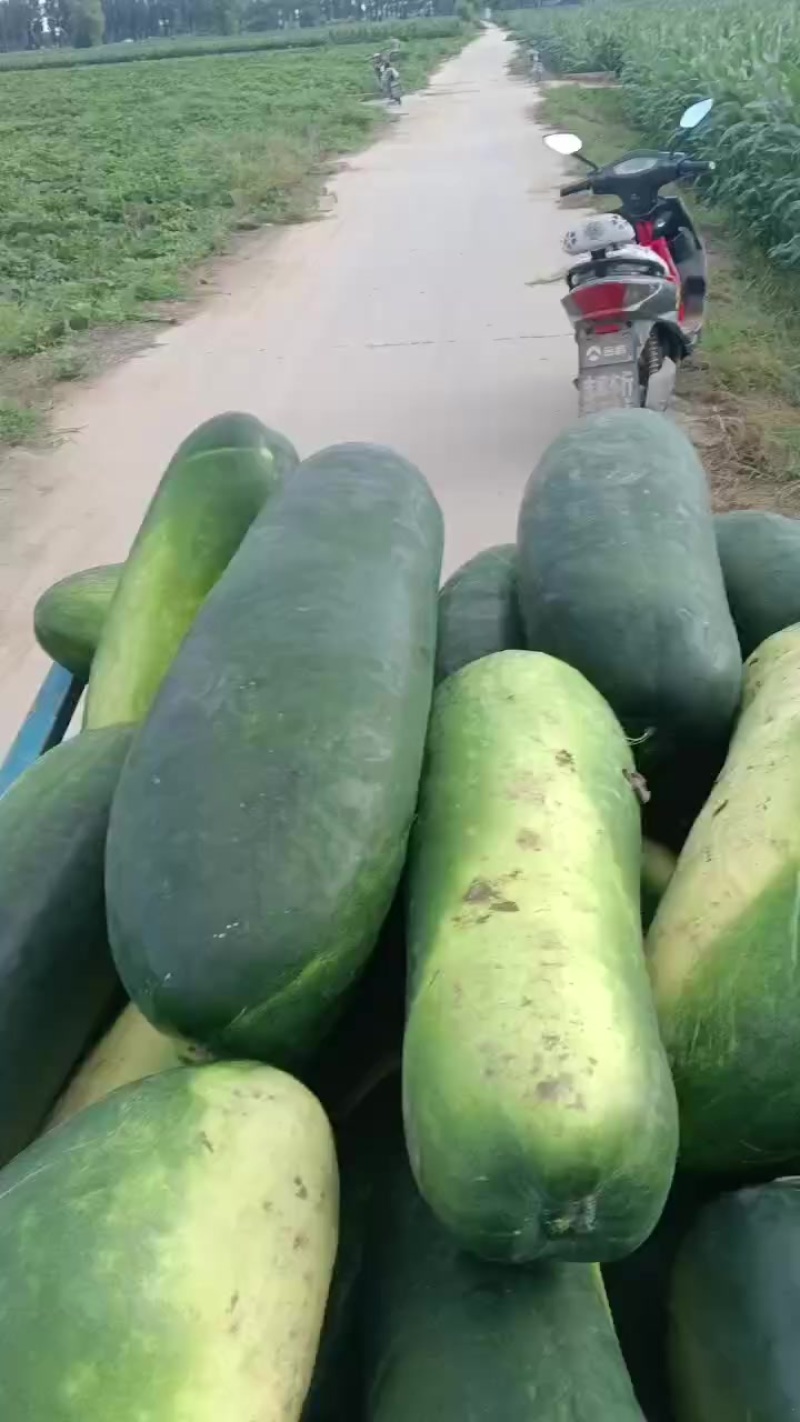 河北隆尧精品地瓜大量有货