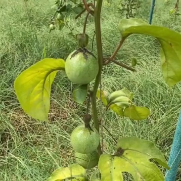 南宁本地果园种植钦蜜9号百香果
