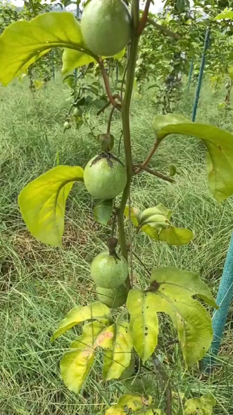 南宁本地果园种植钦蜜9号百香果