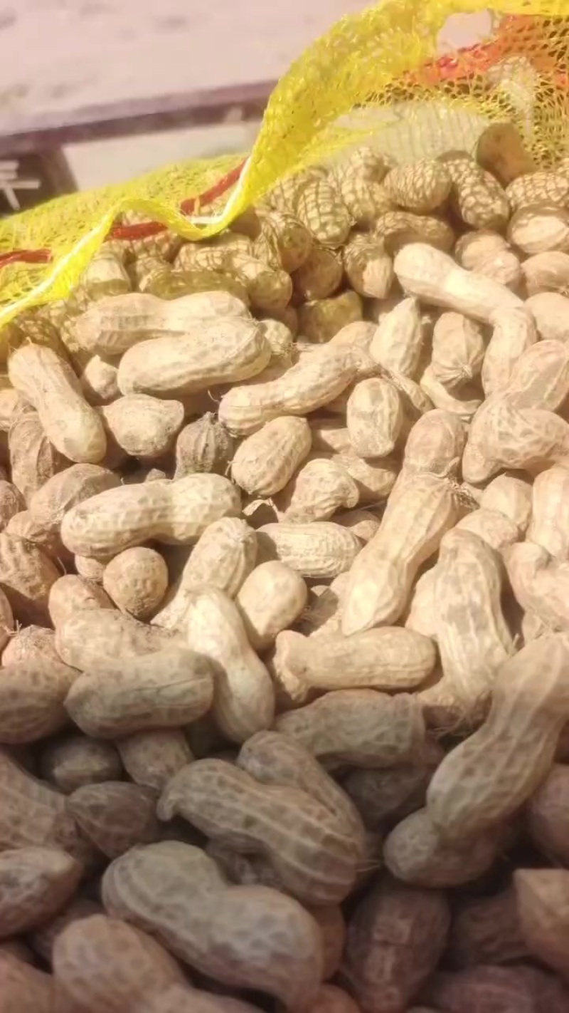 大白沙鲜花生