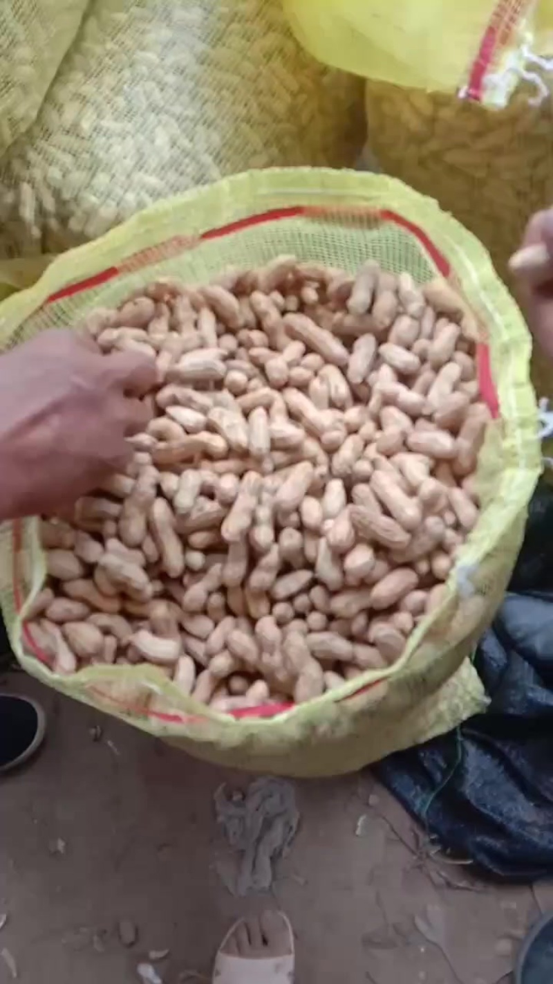 大白沙鲜花生