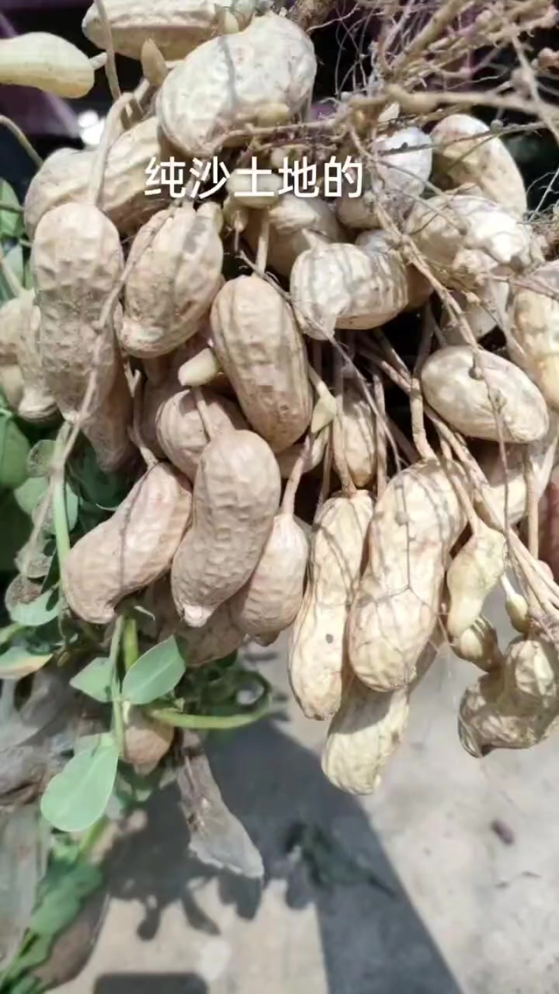 大白沙鲜花生