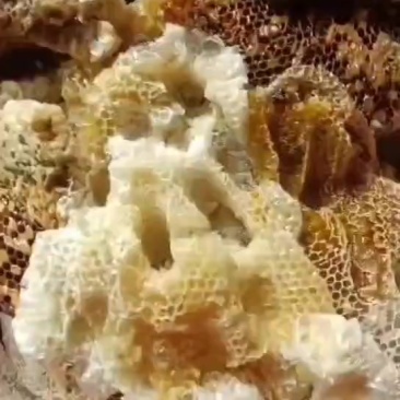 纯野生蜂蜜，农村山货懂的来