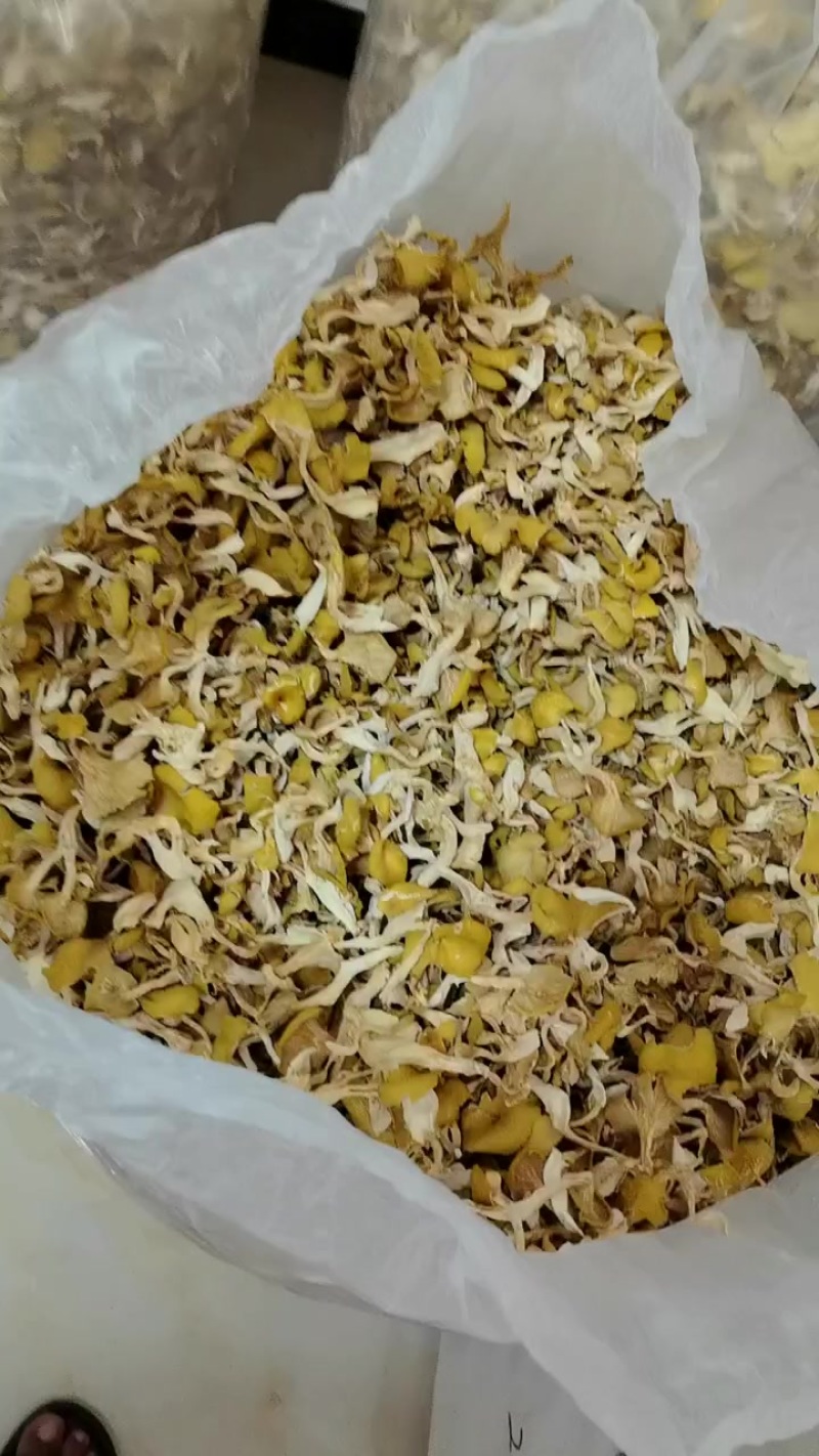 人工鸡油菌