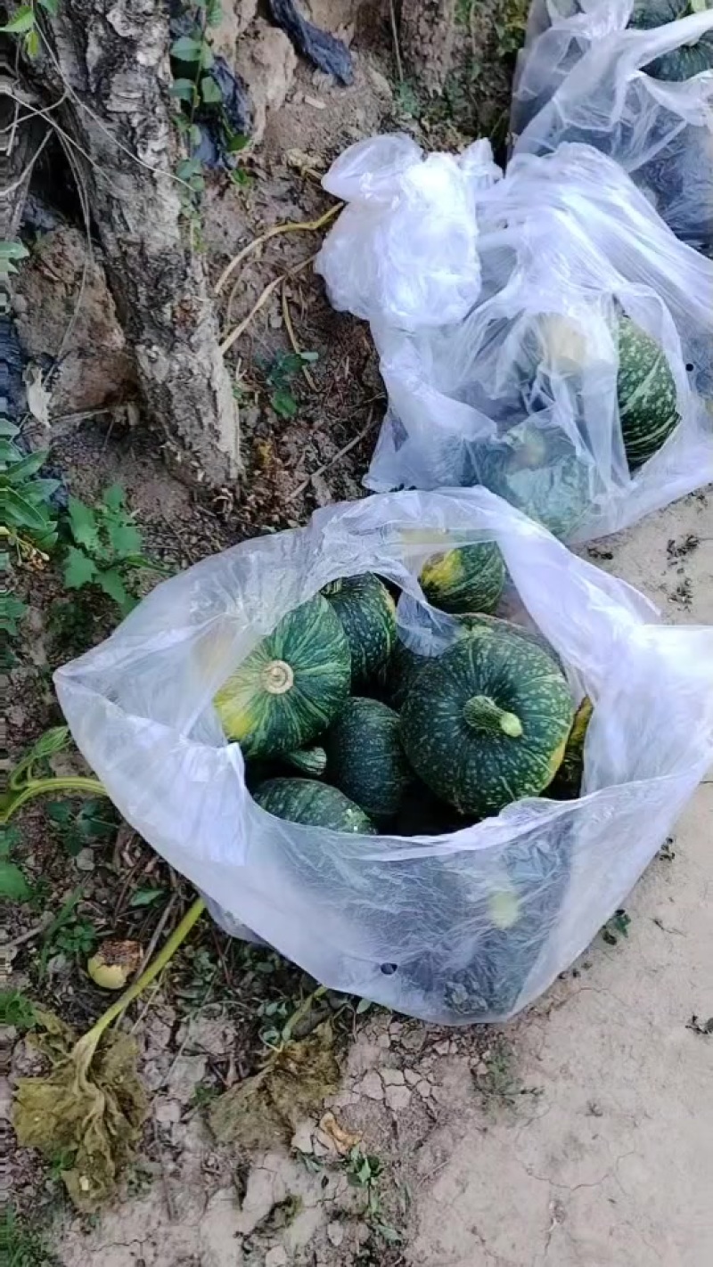南瓜