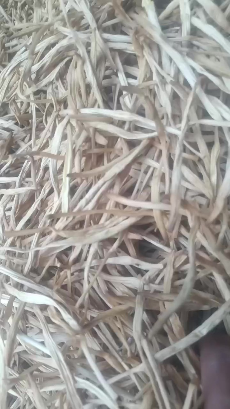 黄花菜