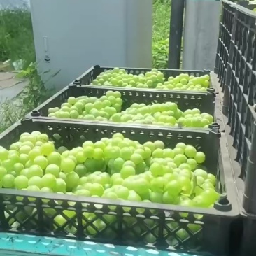 扒皮青巨峰葡萄