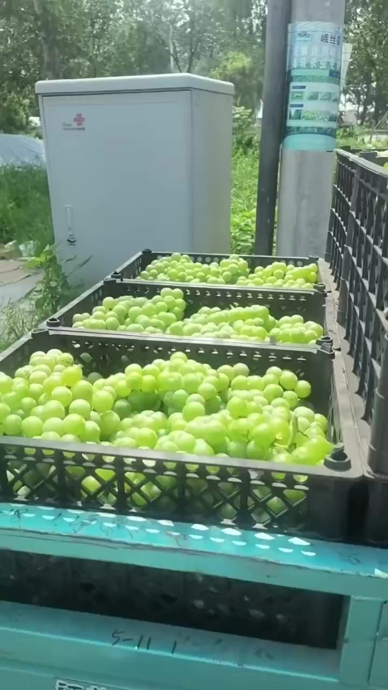 扒皮青巨峰葡萄