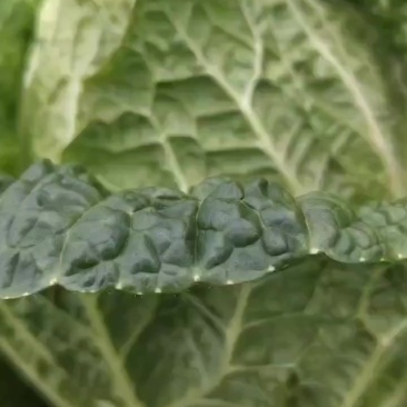 高山大白菜