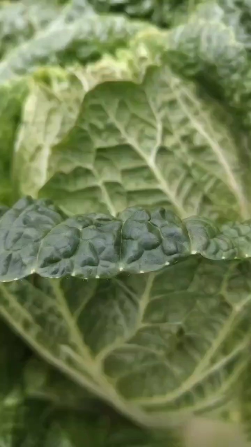 高山大白菜