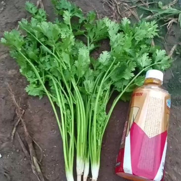铁杆香菜