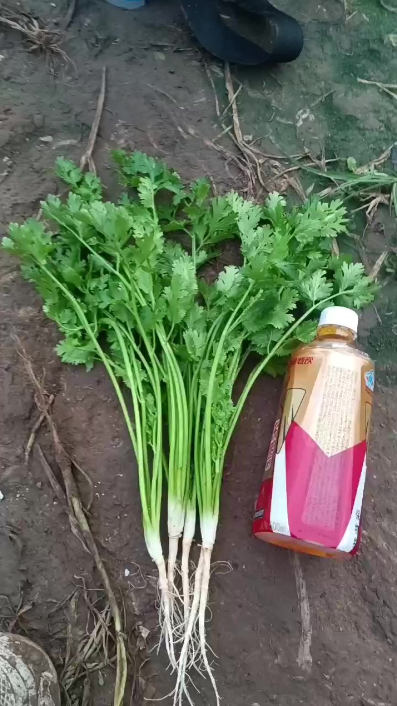 铁杆香菜