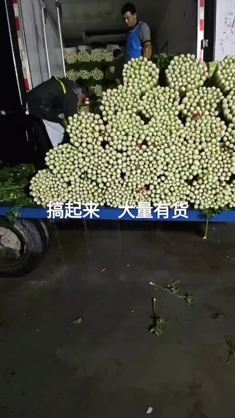 精品中颗芹菜